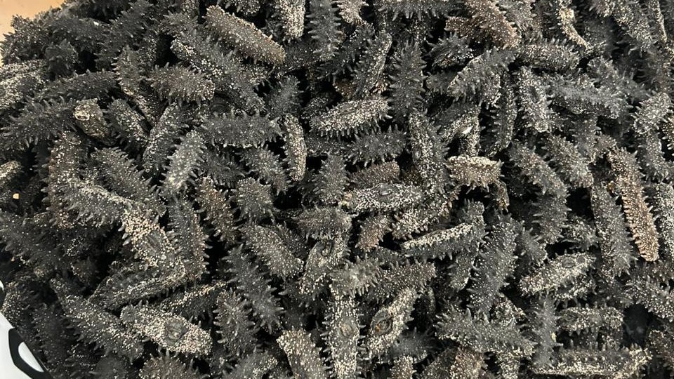 Таможенники нашли восемь килограммов трепанга в багаже иностранца в Шереметьеве