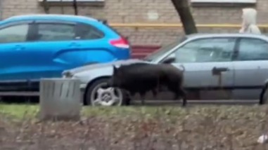 Кабана заметили бегающим по улицам столичного района Щукино