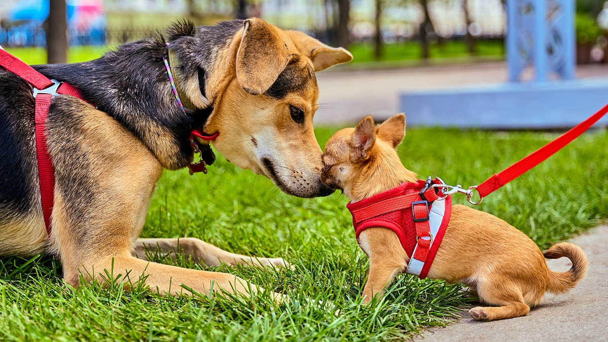 «Моспитомец» помогает людям быстро найти нового друга