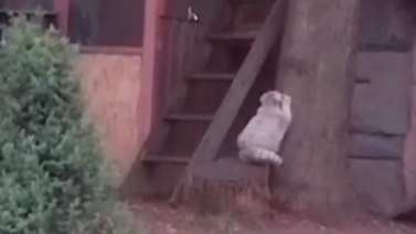 Манул Тимофей не смог забраться на дерево из-за удачной зажировки к зиме