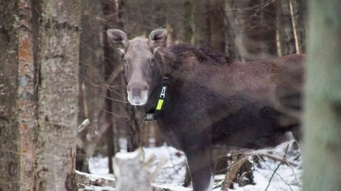 Юные москвичи выбрали имена для обитателей национального парка «Лосиный Остров»