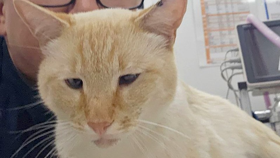 Расстрелянного из ружья кота с более чем 20 ранениями спасли московские ветеринары 