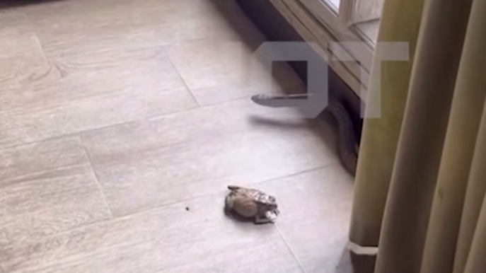 Змея на Бали набросилась на россиянина, когда он спасал жабу