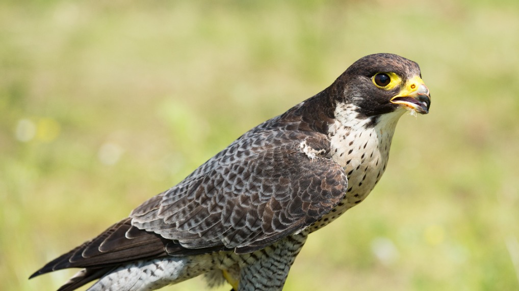 Считавшуюся исчезнувшей в Москве птицу чеглока нашли в «Лосином Острове»
