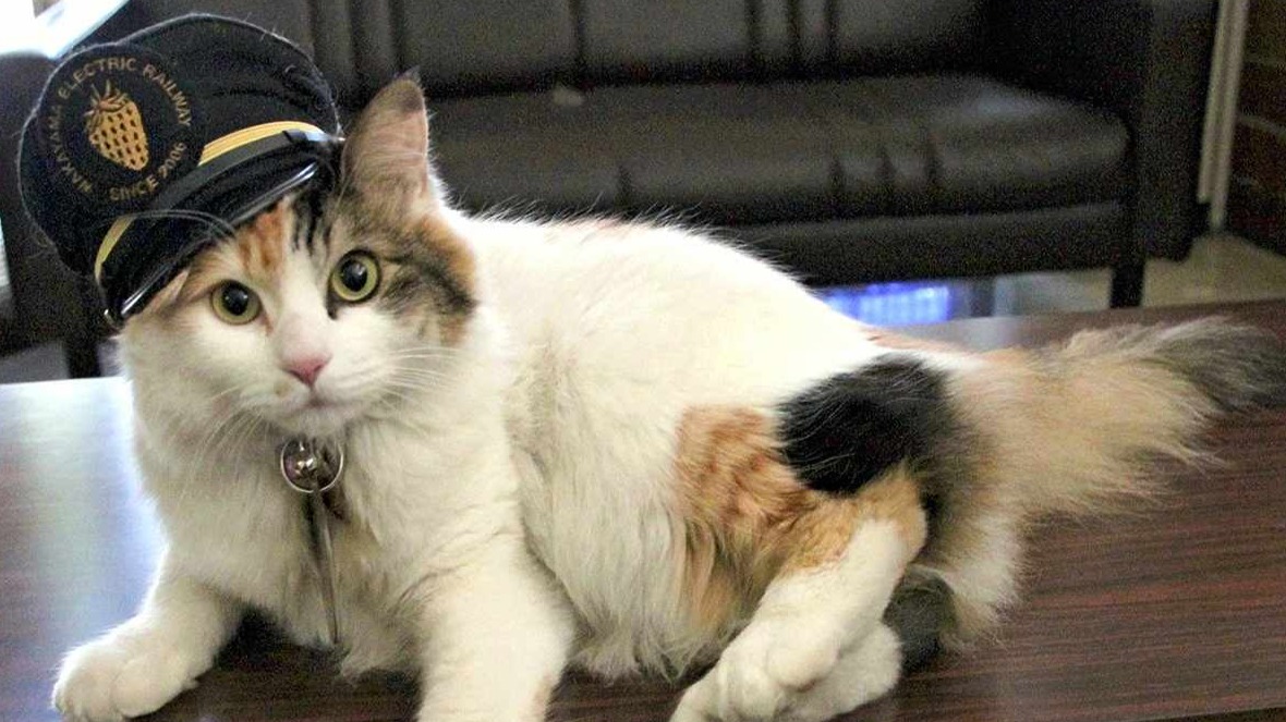 Умерла знаменитая кошка Нитама, которая 10 лет работала смотрителем вокзала