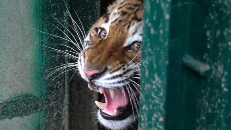 Московский зоопарк показал прибытие двух новых амурских тигриц