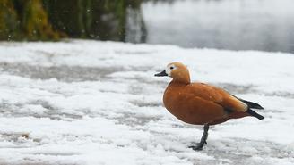 Синоптик Леус: Снег продолжает исчезать из столичного региона