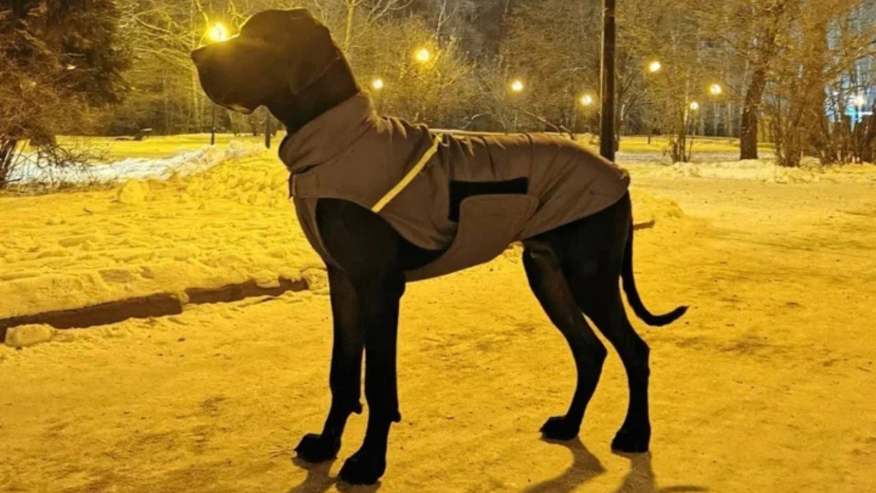 Убийцу пса по кличке Зефир приговорили к 10 месяцам исправительных работ