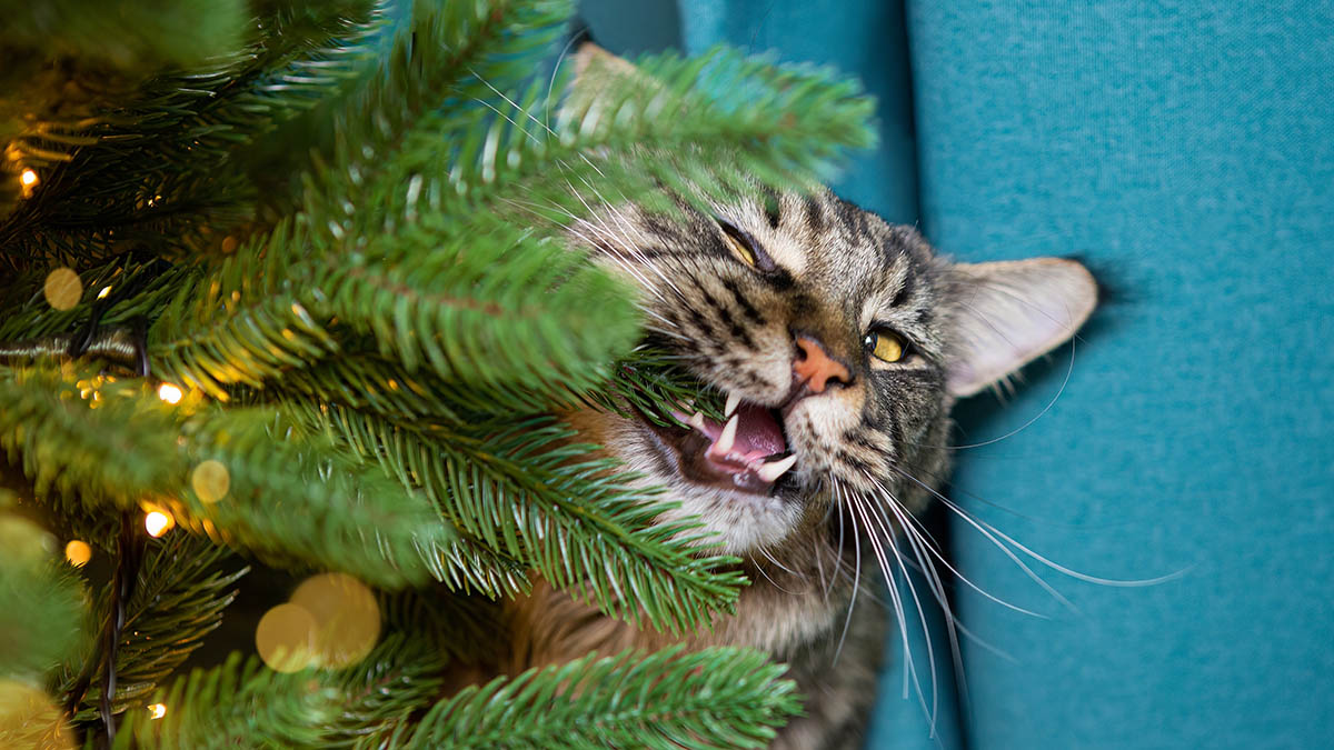 Какие новогодние украшения опасны для животных