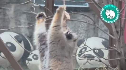 Завершивший зажировку манул Тимофей повис на веревке в попытке достать крысу