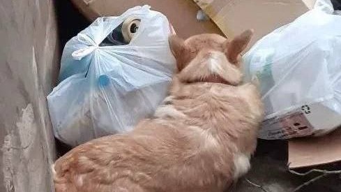 Акулова предложила повысить штрафы за жестокое обращение с животными