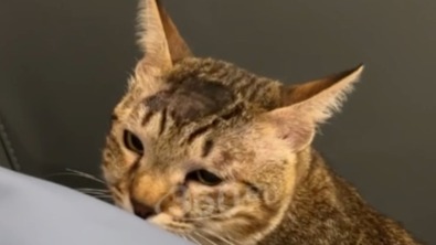 Хозяйка кошки, которая спасла семью россиян от гадюки, рассказала о произошедшем