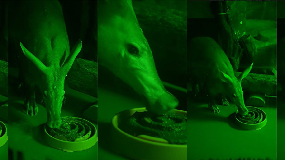 «Шедевр эволюции»: Московский зоопарк опубликовал кадры с трубкозубом Масаем