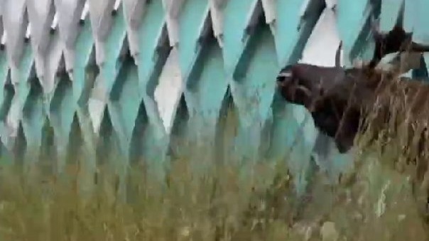 Лось пощипал траву у станции МЦК и попал на видео