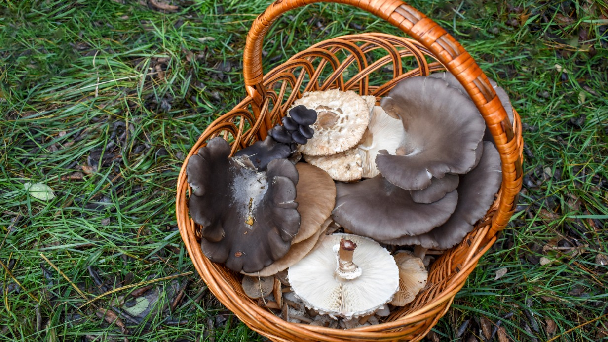 Когда в Подмосковье начнется грибной сезон