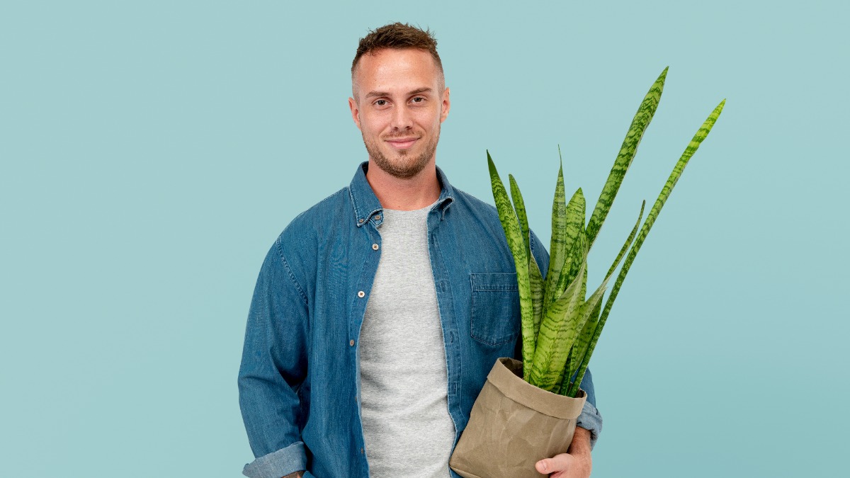 Топ-7 комнатных цветов, которые выживут зимой