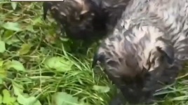 Трех щенков и их мать спасли из пожара в Сергиевом Посаде