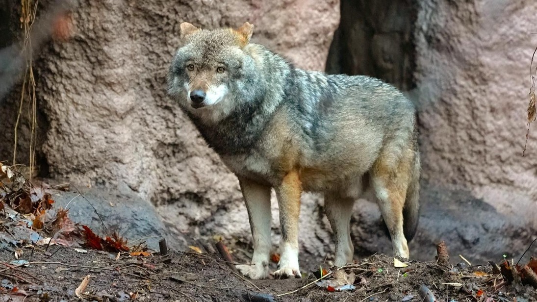 Самец евразийского волка появился в Московском зоопарке