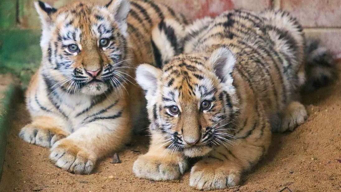 Два амурских тигренка родились в Московском зоопарке