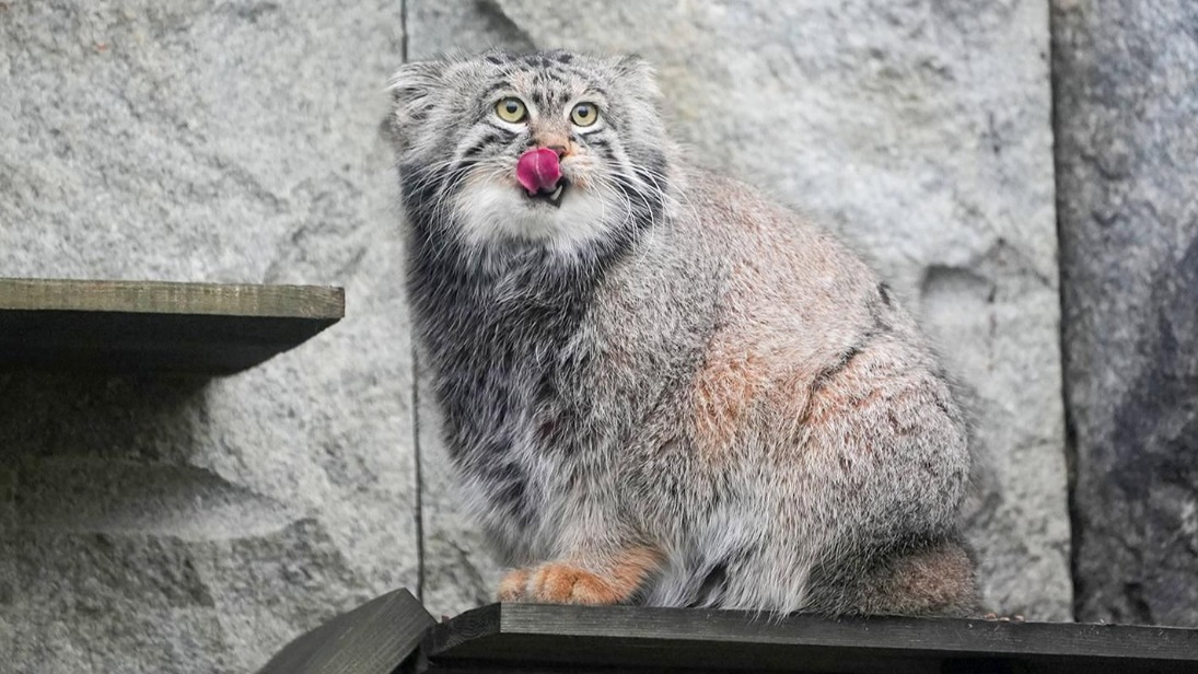 Манул Тимофей завершил зажировку к зиме