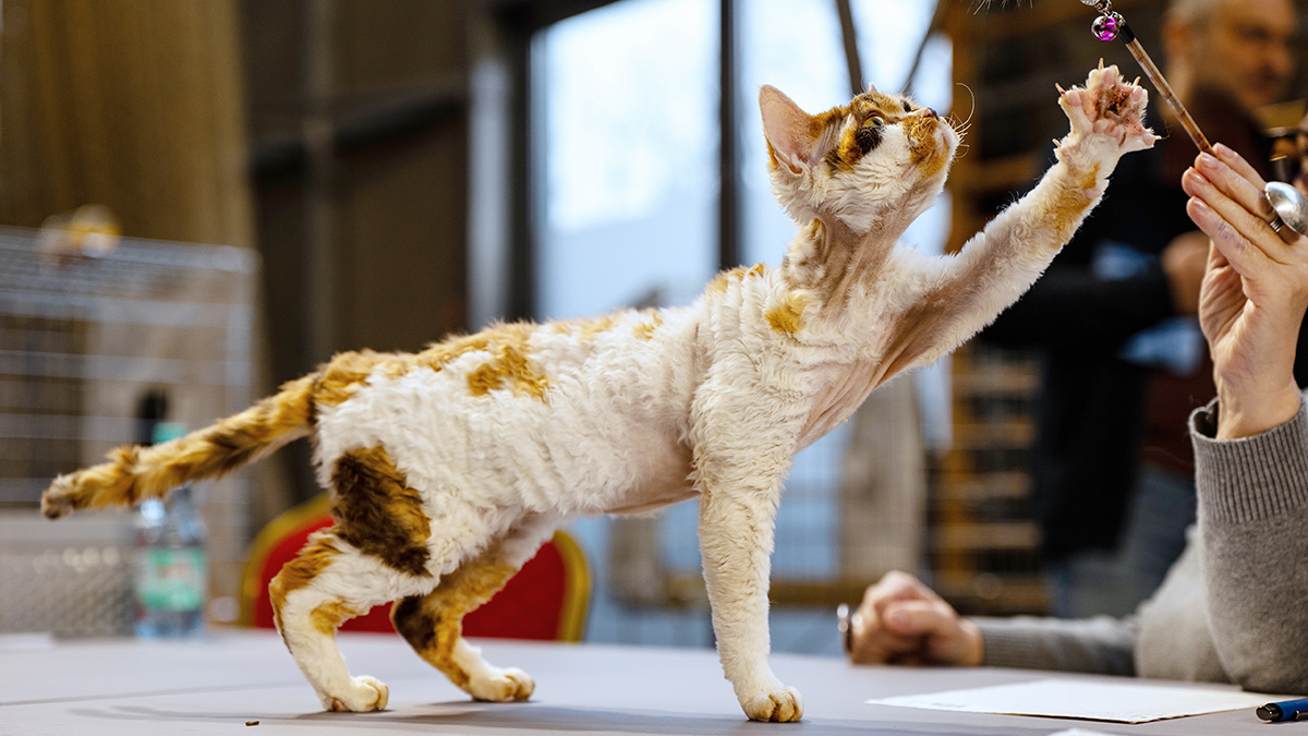 Как выбрать домашнего питомца для всей семьи и не разочароваться