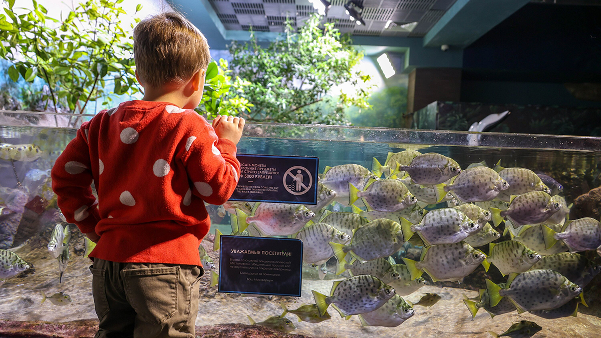 Рисующий тюлень и пингвины: чем удивляет Океанариум в Питере