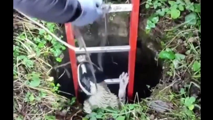 Пес провалился в люк с водой под Одинцово, повредив интернет-кабель