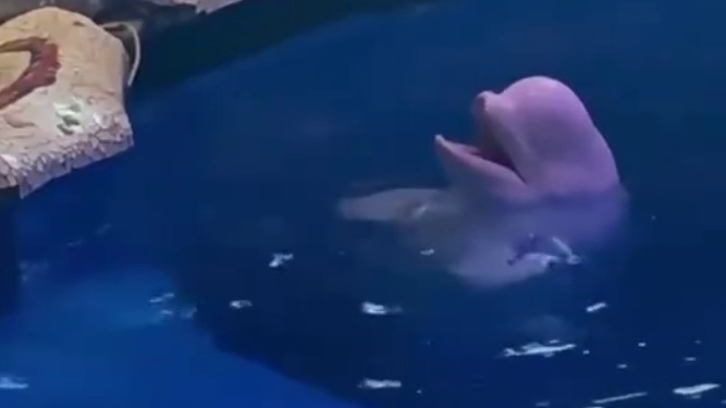 Кит потушил сигарету посетителя, который закурил в китайском океанариуме