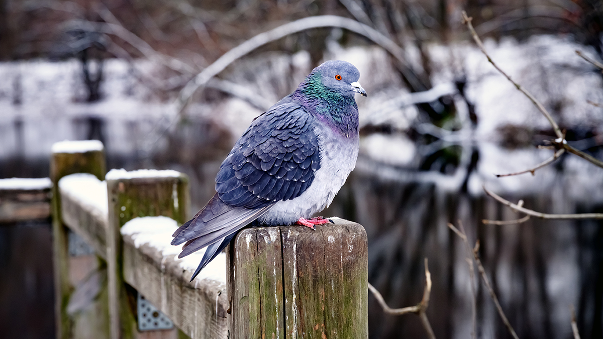 Погода в Москве 13 и 14 декабря