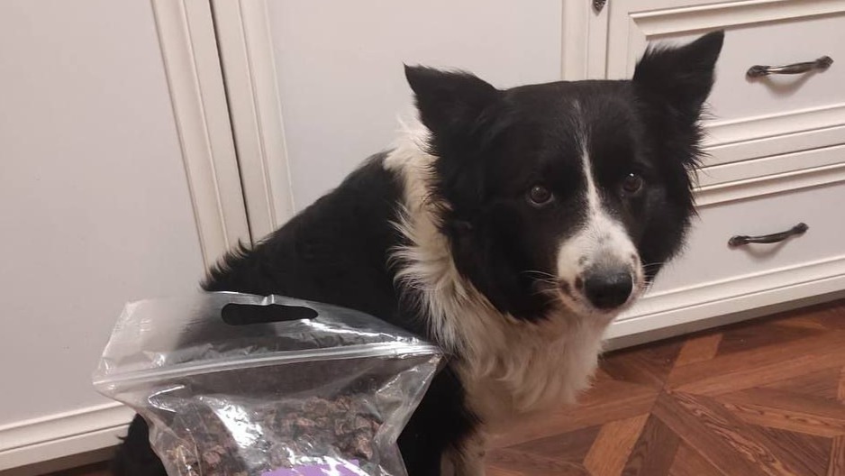 «112»: Похититель собак в Новой Москве мог убить животное ради лечения дочери