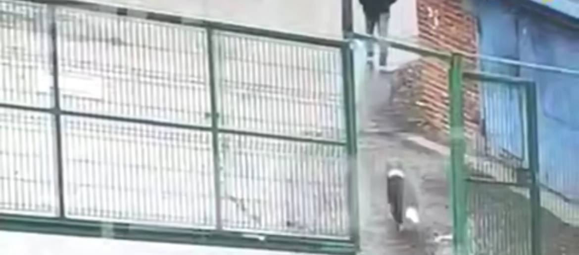 Мужчина, убивший собаку в Новой Москве, подробно объяснил мотив преступления