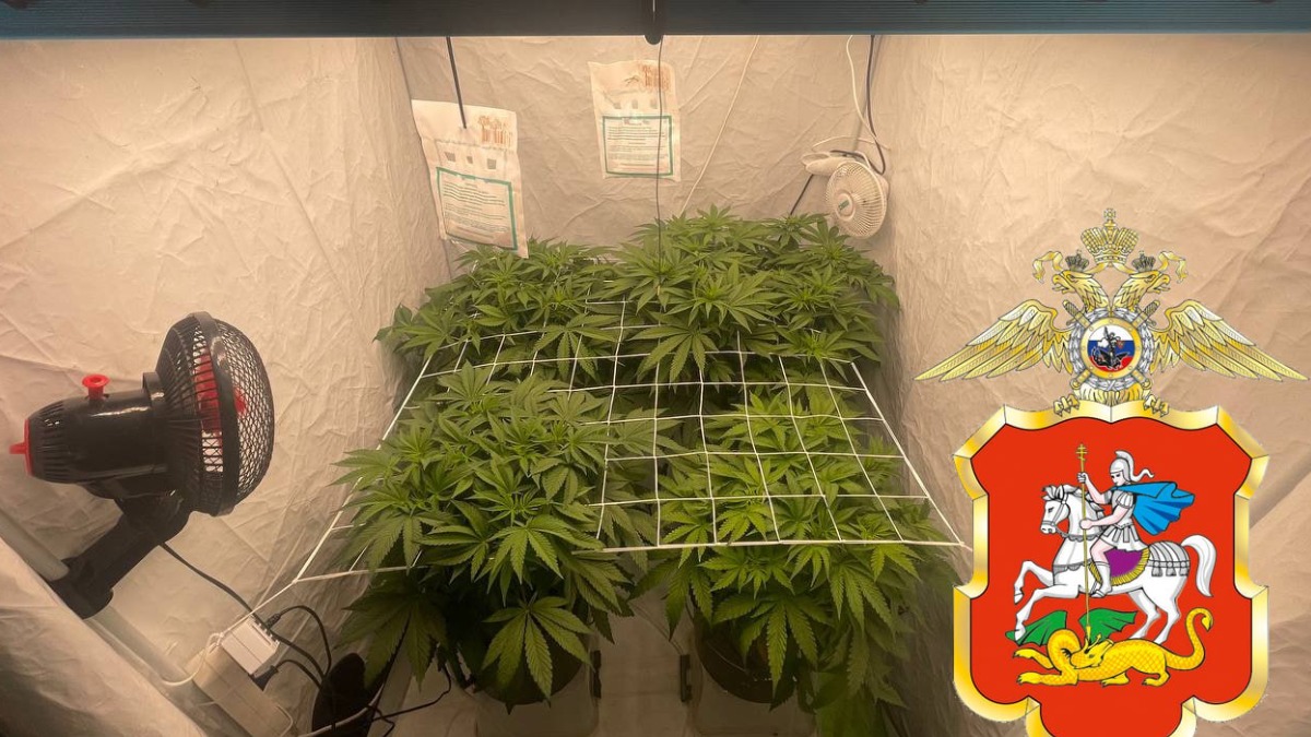 Полицейские задержали жителя Подмосковья, выращивавшего дома коноплю