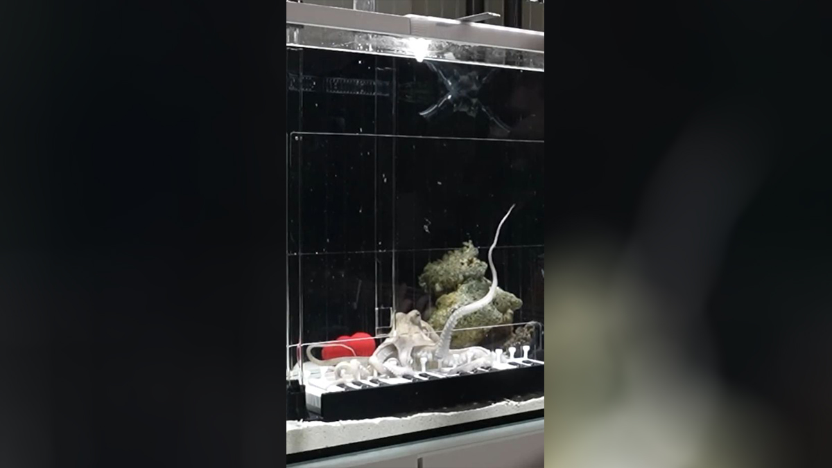 Шведский музыкант спас осьминога и научил его играть на пианино