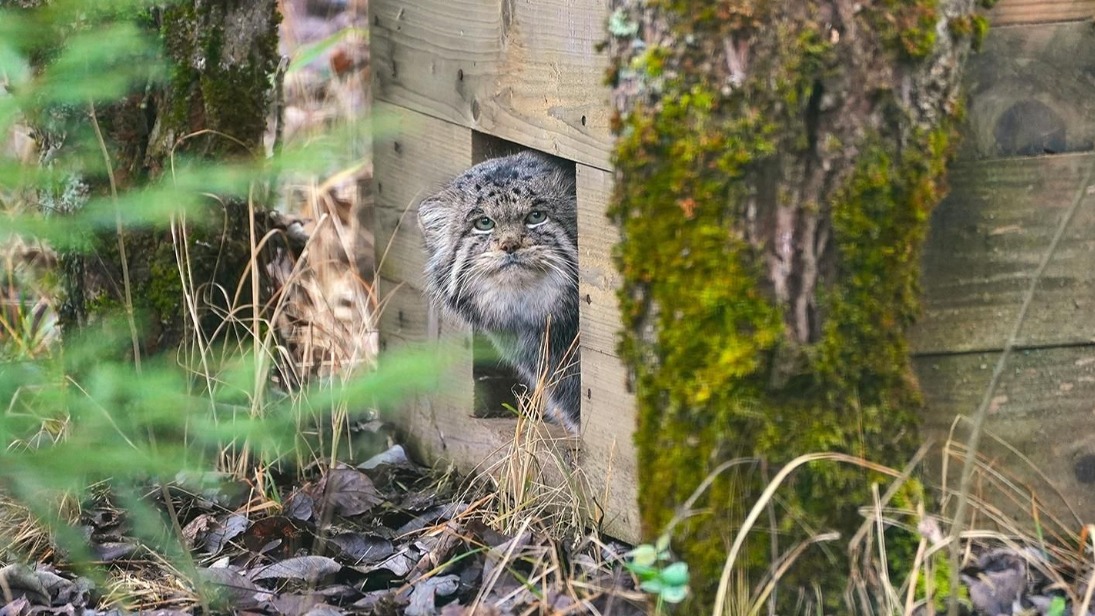 Манул Бабник из центра воспроизводства Московского зоопарка завершил зажировку