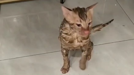 Женщина в Китае случайно постирала своего кота 