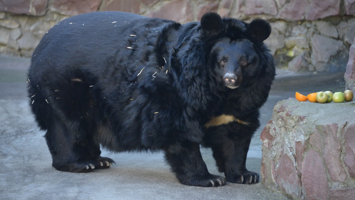 Для спячки гималайского медведя Аладдина приготовили много сена, соломы, закопавшись в которую этот вид спит полусидя