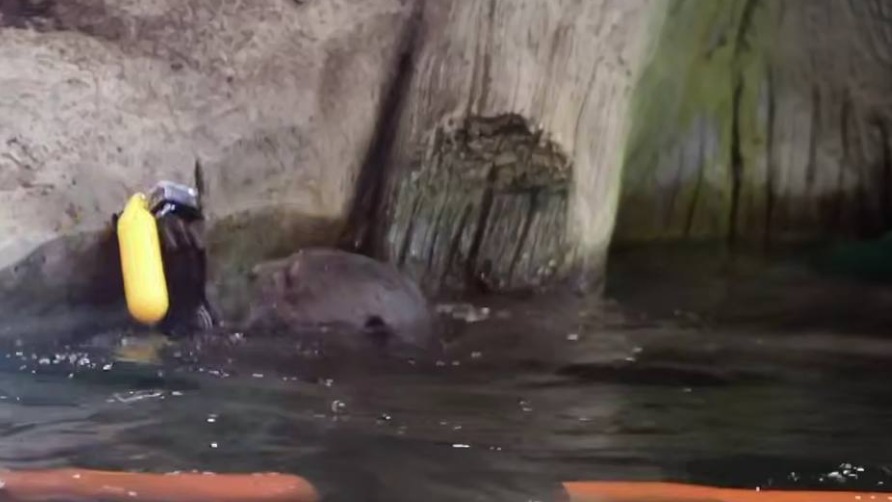 «Сняли любопытный влог»: выдрам в Московском зоопарке дали поиграть с камерой