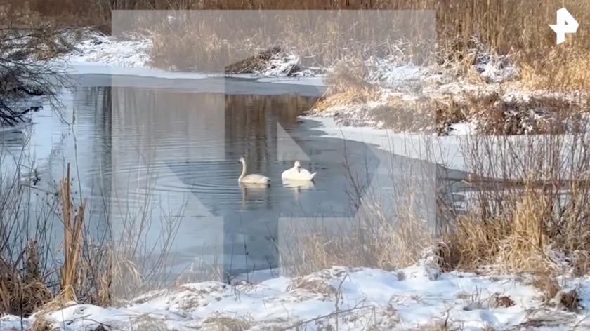 СМИ: Лебеди могут погибнуть от холода в Подмосковье