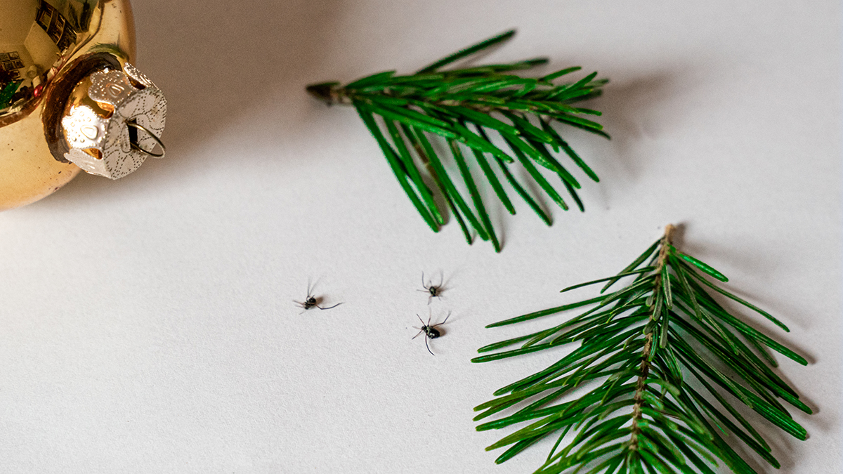 Что делать, если домой вместе с новогодней елкой попали клещи