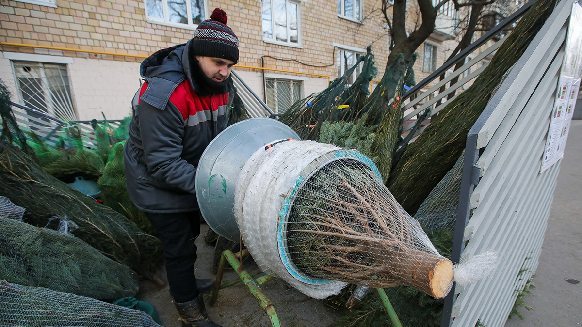 На елочных базарах Москвы рассказали, как правильно выбрать дерево