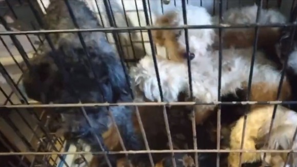 Свыше 130 истощенных собак спасли из заточения в квартире в Тольятти