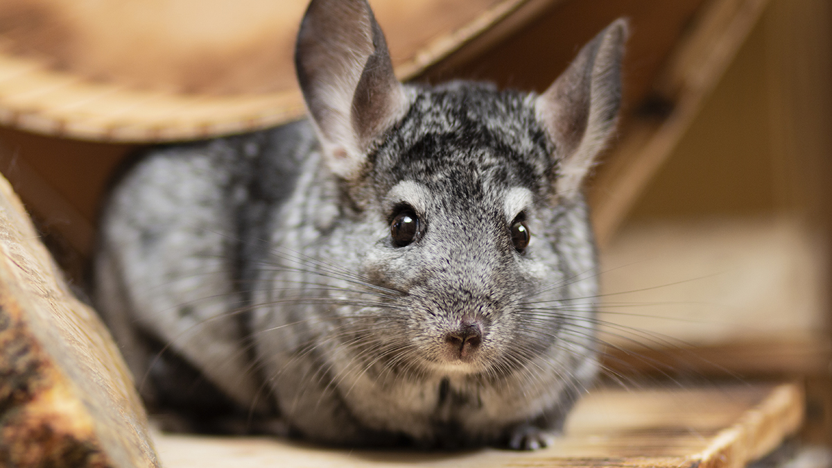 Суд в Москве запретил объявления о продаже шиншилл