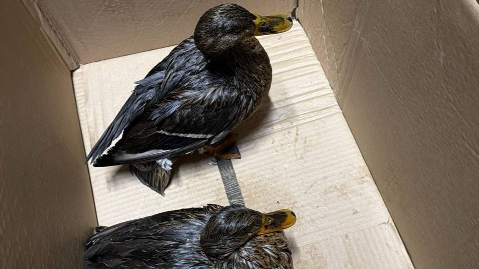 Утки пострадали от загрязнения реки Яузы в Москве