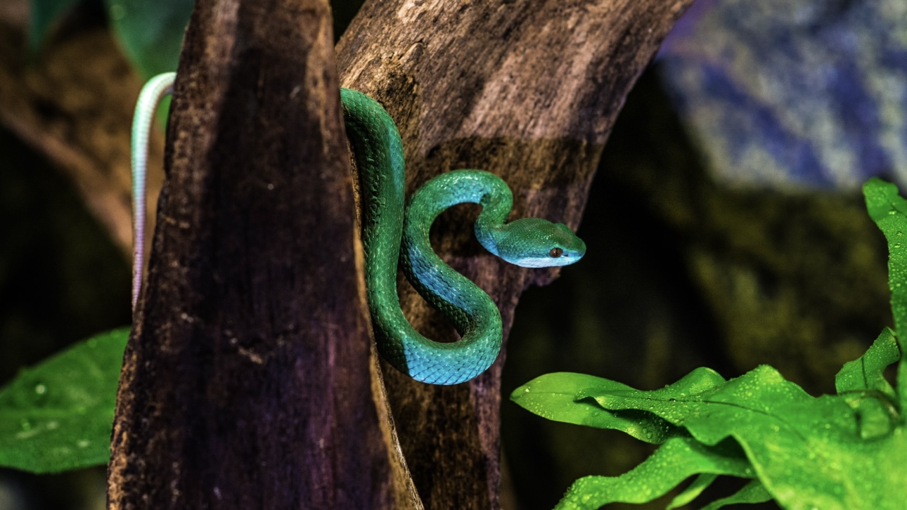 Москвичка попала в больницу после укуса редкой голубой куфии