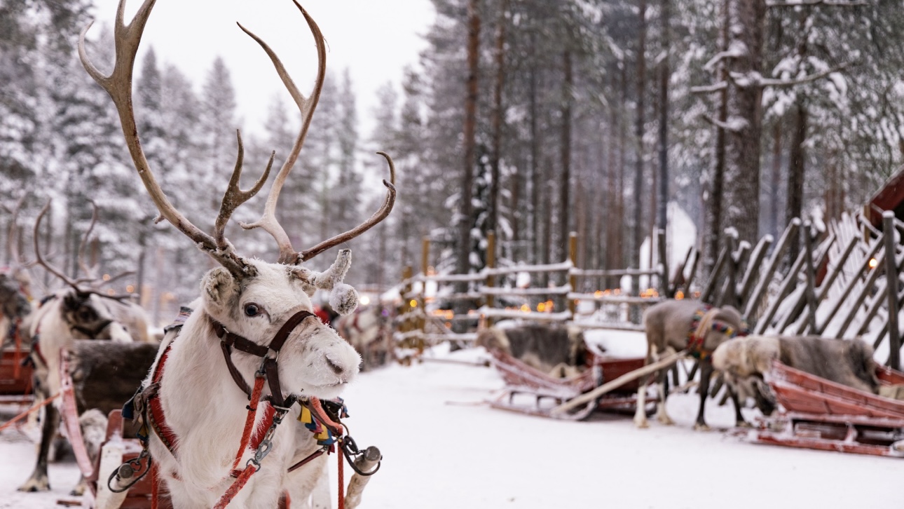 Yle: Иностранных туристов обманом везут на восток Финляндии вместо Лапландии