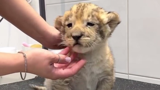 Росприроднадзор обратился в полицию из-за видео со львенком из груминг-салона
