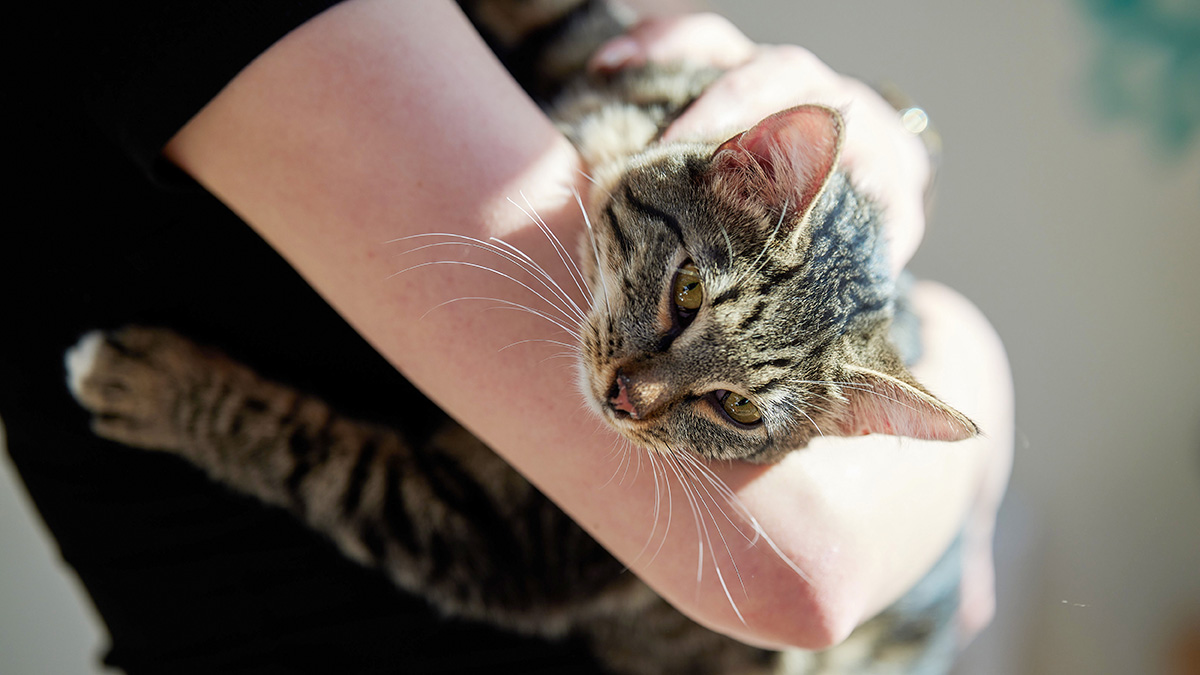 В РПЦ посоветовали россиянам молиться за кошек и собак