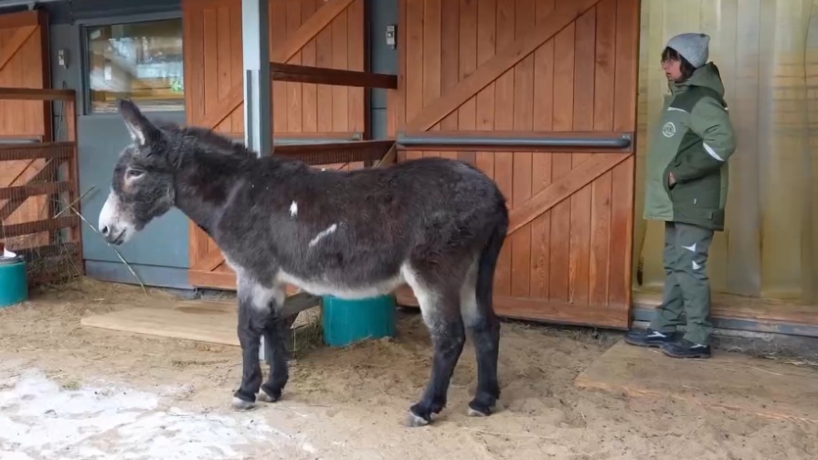 В Московском зоопарке рассказали о самочувствии осла Жорика, вернувшегося с СВО