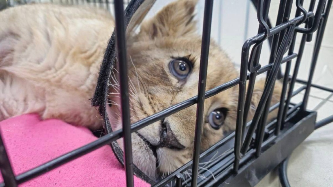 Маленькую львицу в тяжелом состоянии забрали у блогера в «Москве-Сити»