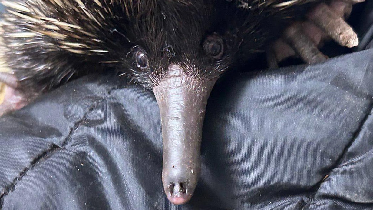 Ехидны и полосатый кускус приехали в Московский зоопарк